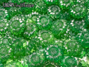 【Transela - bloom shards - 】
