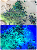 【限定セット】清楚の花SET【数量限定】