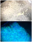 【限定セット】豊穣の舞SET【数量限定】