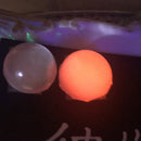 ホワイト・ラジアータ【数量限定】