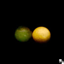 【ネットショップ限定】Andalusite SET【数量限定】