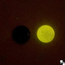 【ネットショップ限定】PrehniteSET【数量限定】