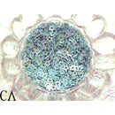 オーロラ スター【スカイブル−】2ｇ